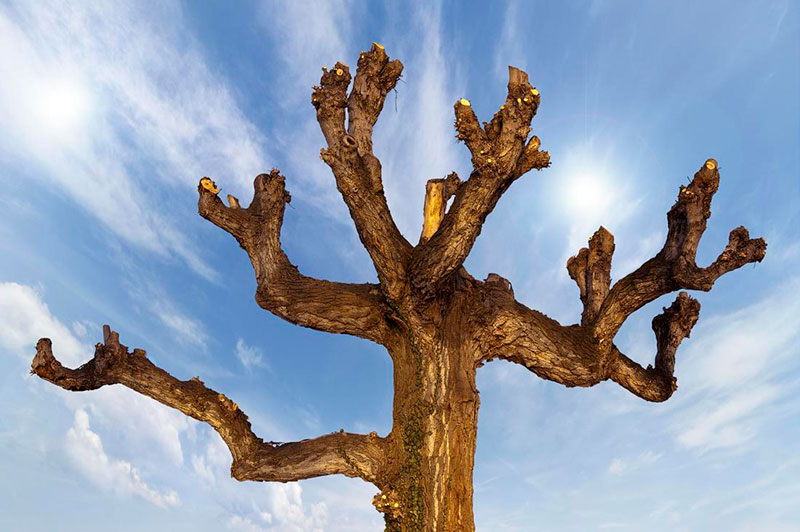 arbre élagage marseille