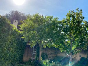 élagage arbre fruitier marseille
