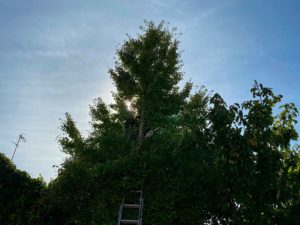 élagage arbre fruitier marseille