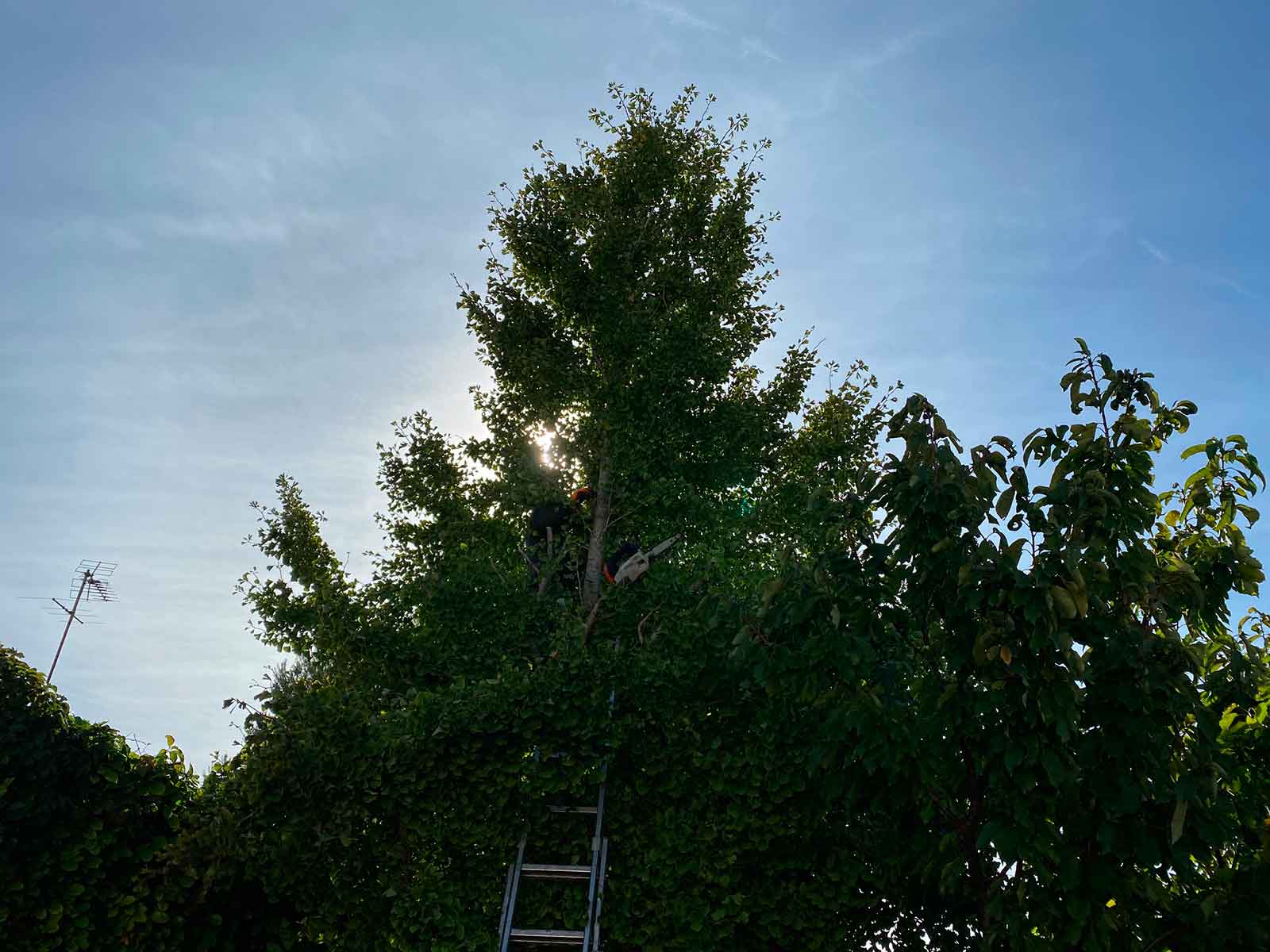 élagage arbre fruitier marseille