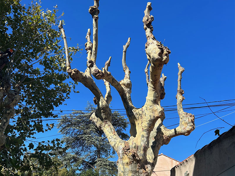 élagage arbres allauch
