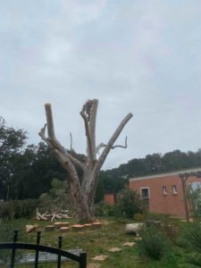 Elagage Marseille Bouches du Rhone