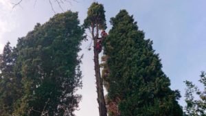 Elagage Cyprès Marseille