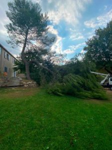 Elagage Pin Marseille