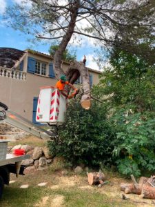 Elagage Pin Marseille