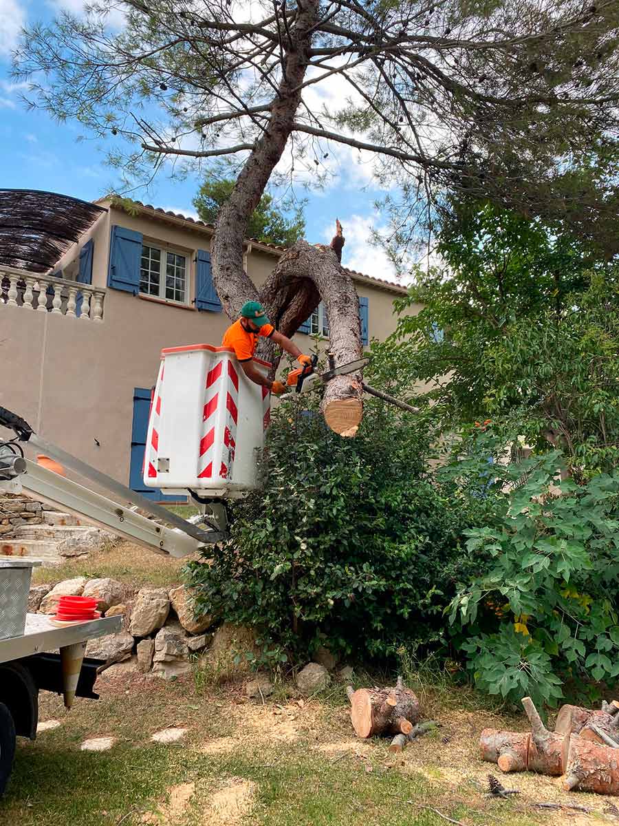 Elagage Pin Marseille