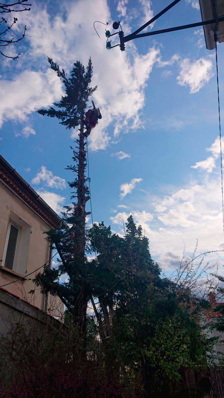elagage arbre marseille
