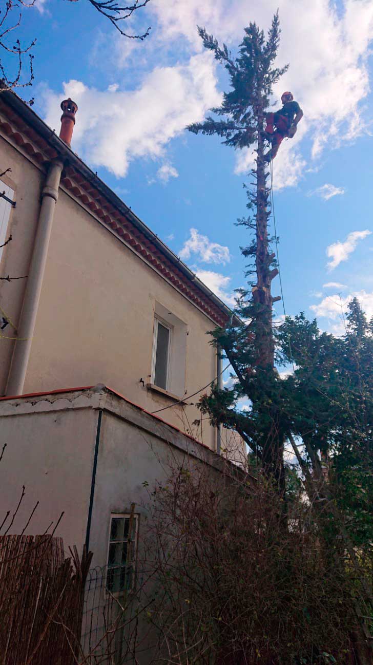 elagage arbre marseille