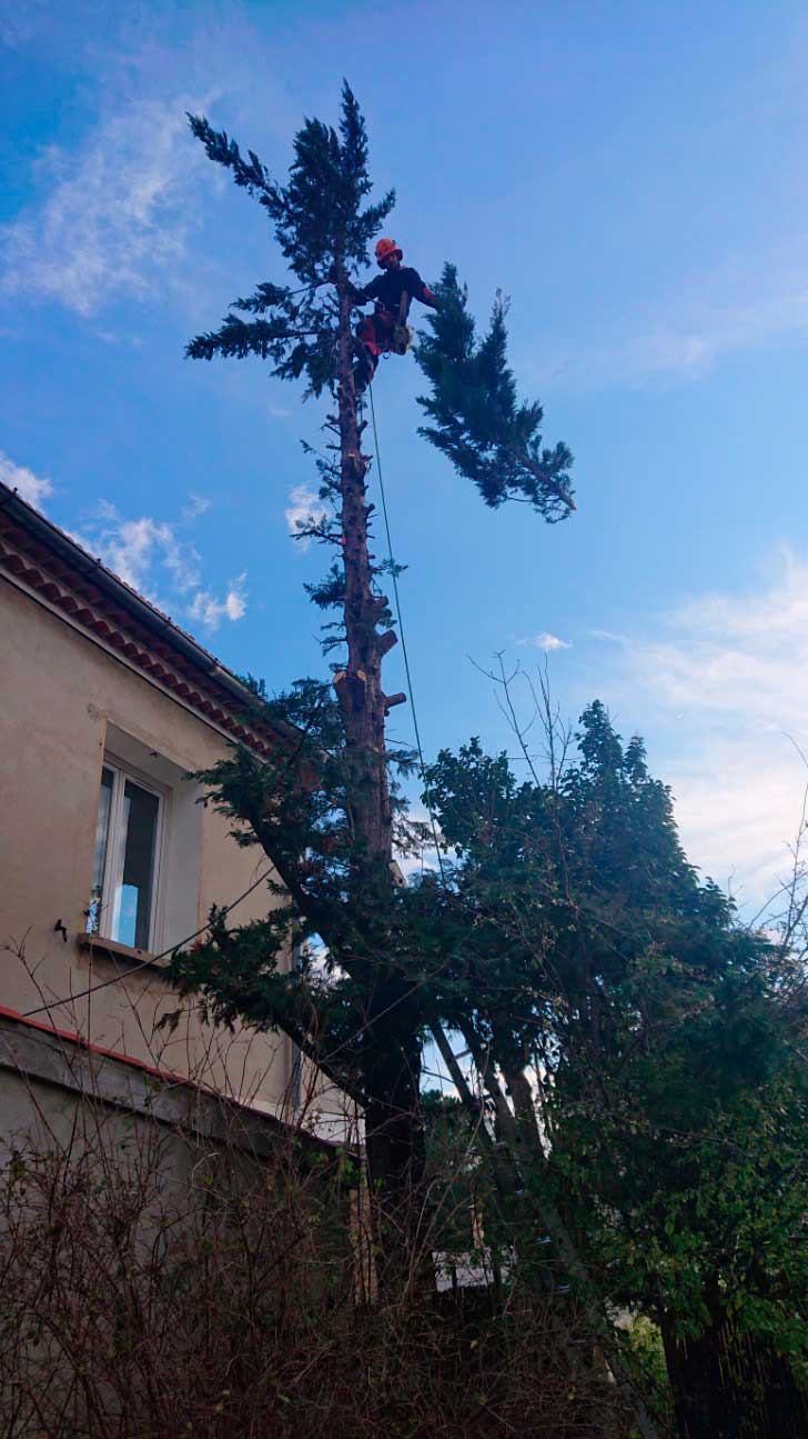 elagage arbre marseille