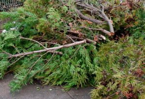 enlèvement déchets verts marseille