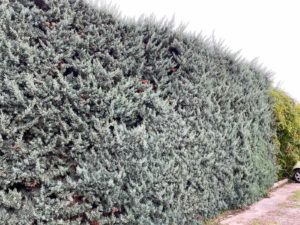 taille de haies marseille