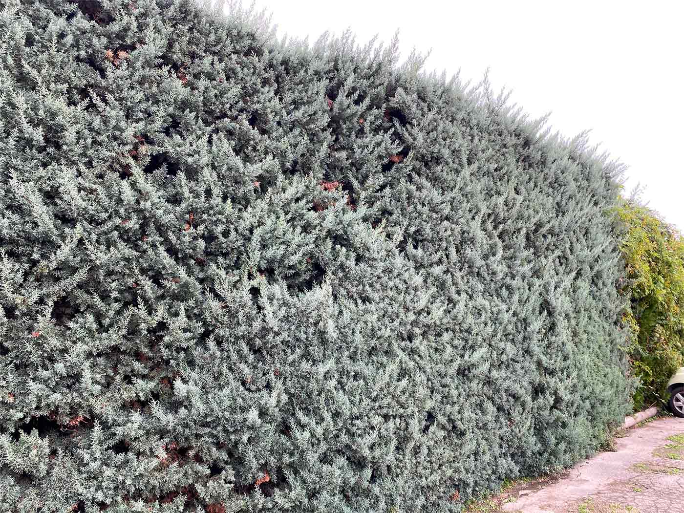 taille de haies marseille