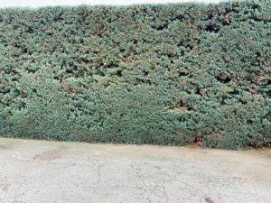 taille de haies marseille