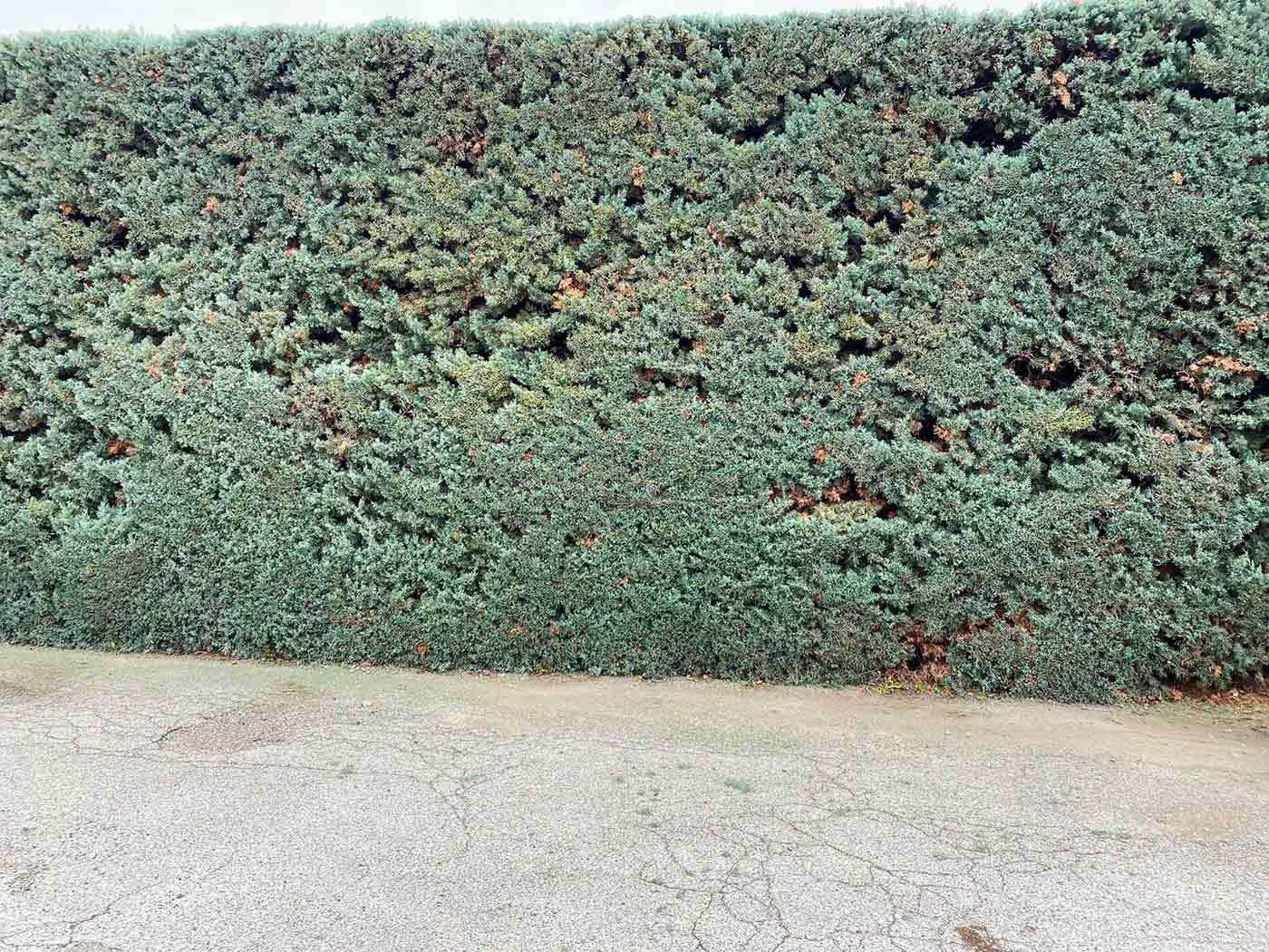 taille de haies marseille