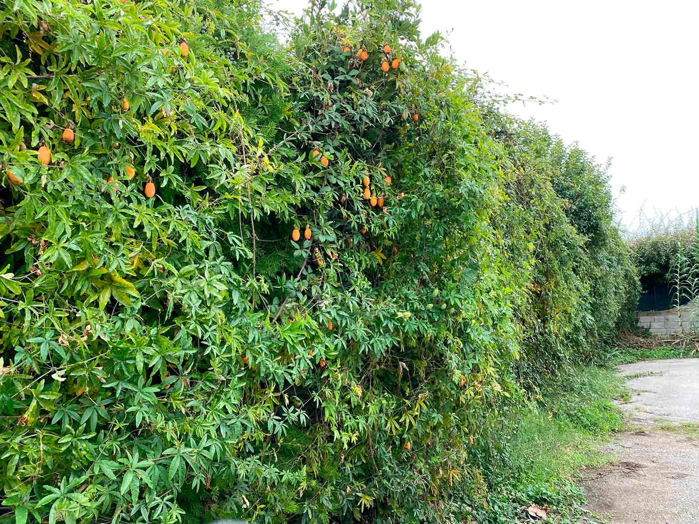 taille de haies marseille