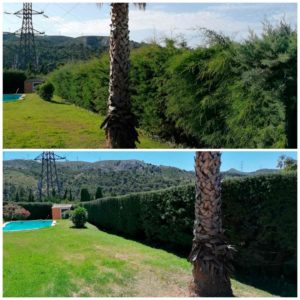 tailles de haies bouches du rhone